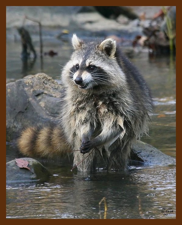 raccoon 11-3-08 4d387b.JPG