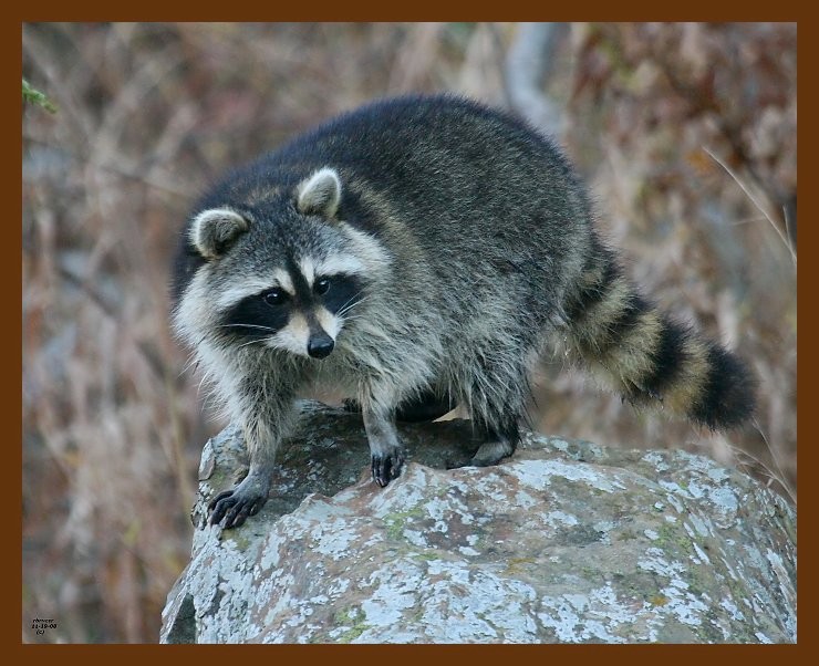 raccoon 11-19-08 4d239b.JPG
