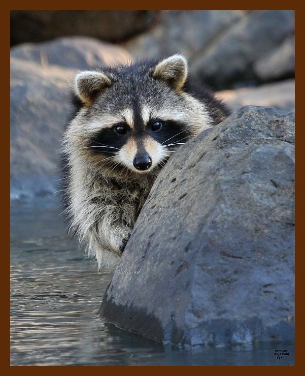 raccoon 11-18-08 4d024b.JPG