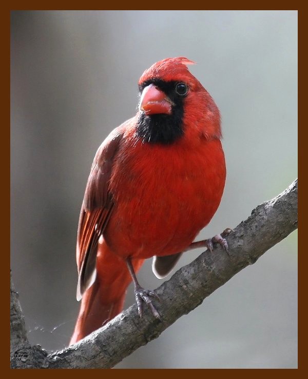 cardinal 11-27-08 4d153b.JPG