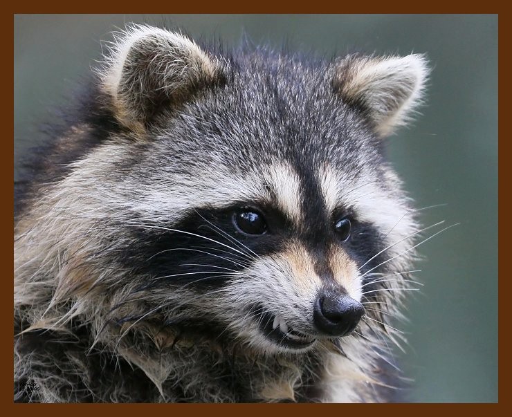 raccoon 11-28-08 4d397b.JPG
