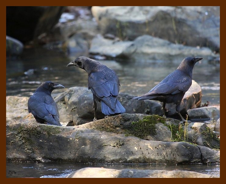 crows 11-1-08 4d807b.JPG
