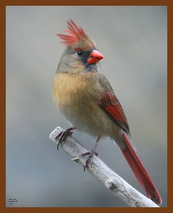 cardinal 12-8-08 4d425b.JPG