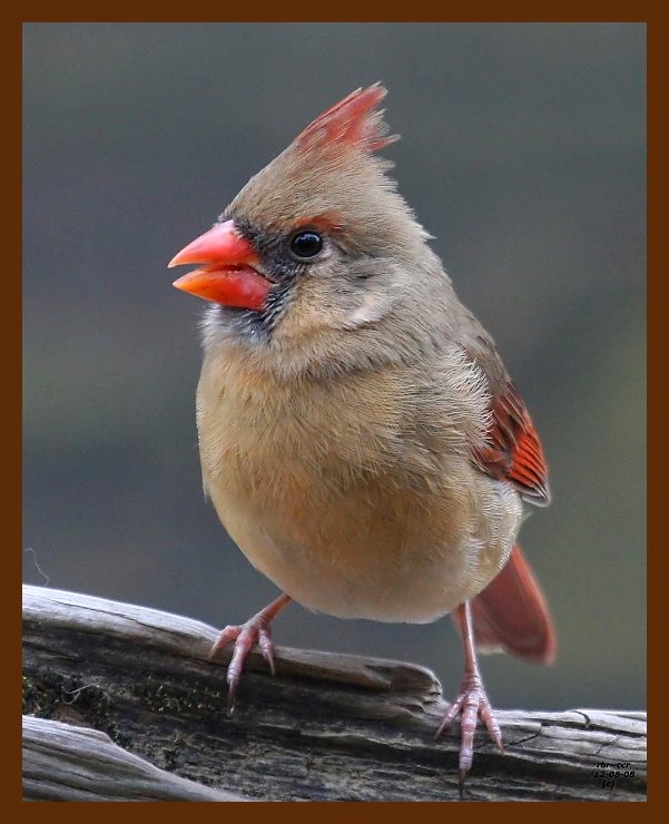 cardinal 12-8-08 4d346b.JPG