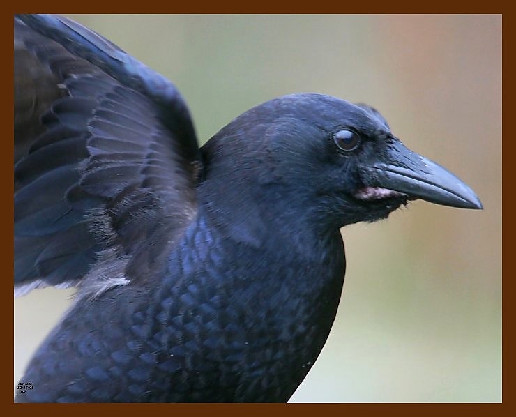 crow 12-16-08 4d779b.JPG