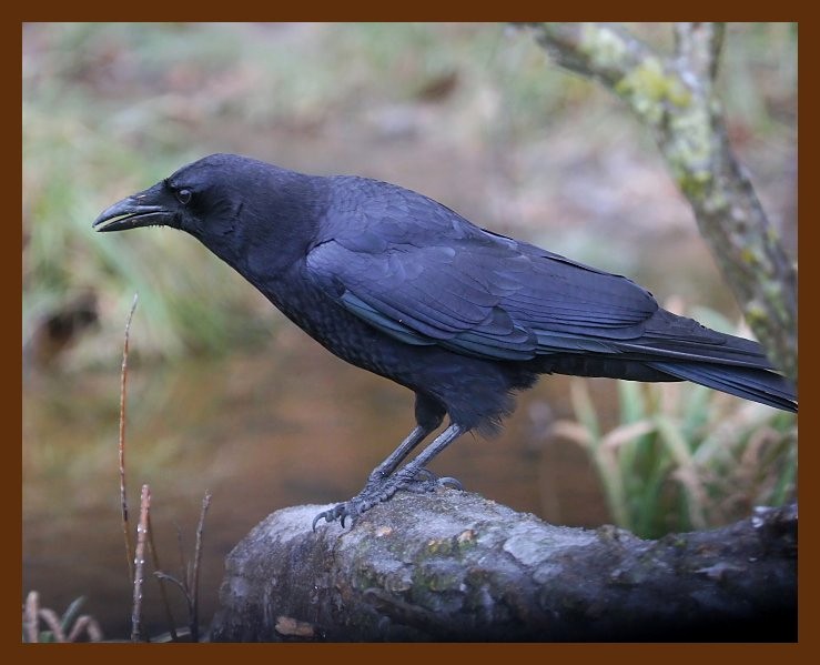 crow 12-16-08 4d741b.JPG