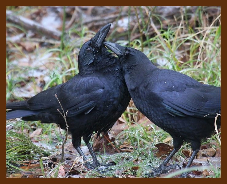 crows 12-16-08 4d849b.JPG