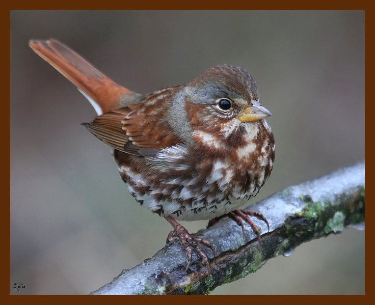sparrow-fox 12-16-08 4d811b.JPG