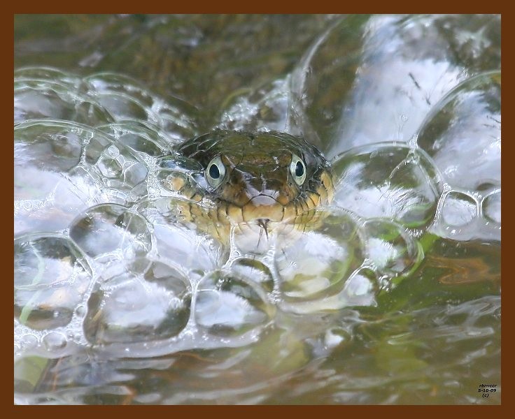 watersnake-yellow-bellied 5-10-09 4d301b.JPG