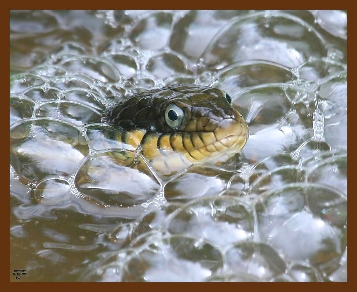 watersnake-yellow-bellied 5-10-09 4d312b.JPG