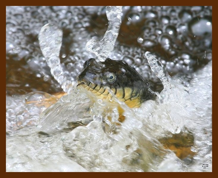 watersnake-yellow-bellied 5-14-09 4d872b.JPG