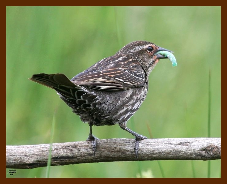 red-winged blackbird 5-9-09 4d195b.JPG