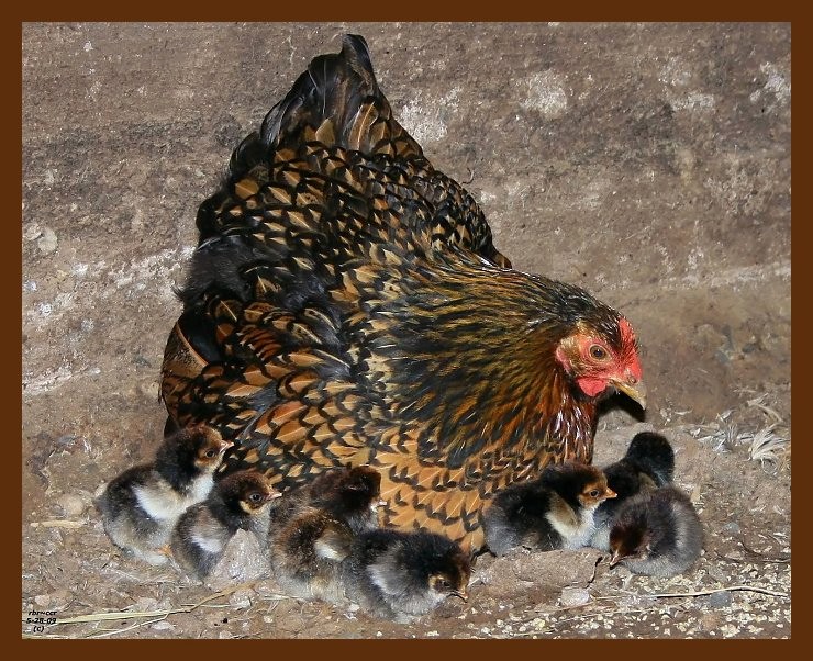 golden laced cochin-banty 5-28-09 4d521b.JPG