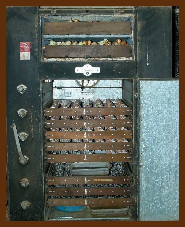 incubator-james-mfg-co. 6-3-09 4d667b.JPG