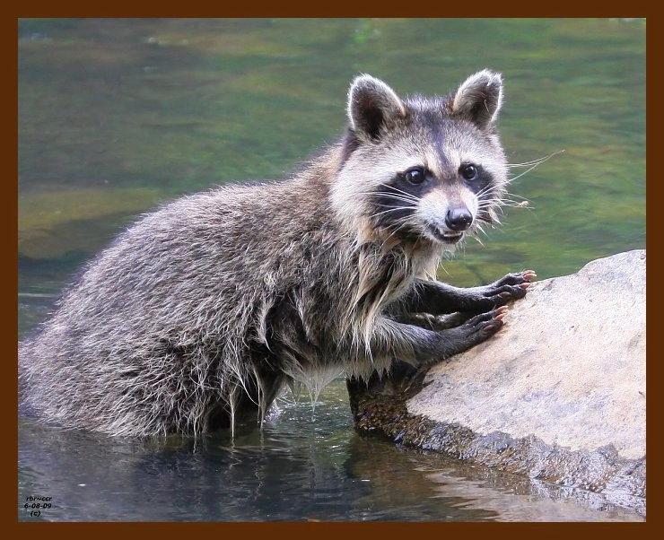 raccoon 6-8-09 4d231b.JPG