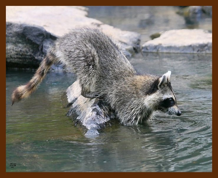 raccoon 6-7-09 4d718b.JPG