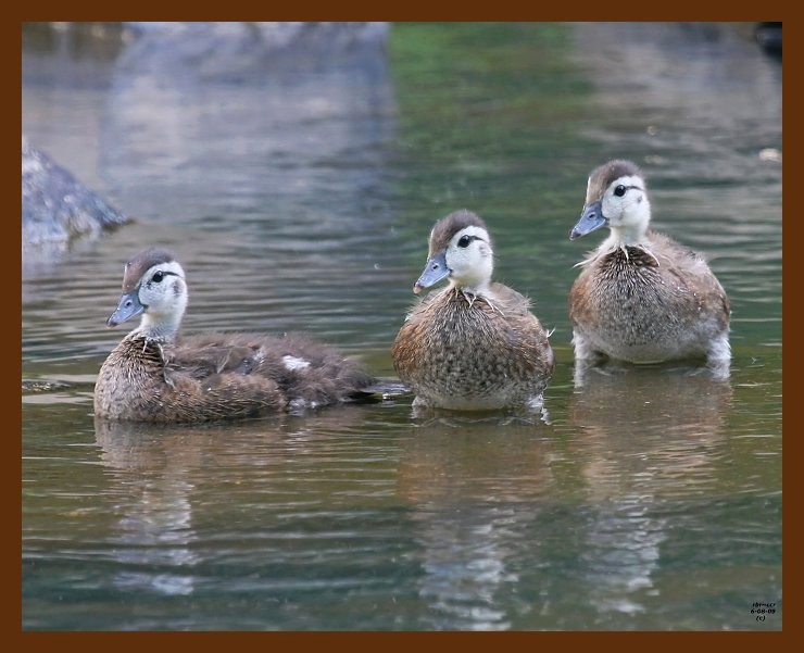 wood duck-young 6-8-09 4d255b.JPG