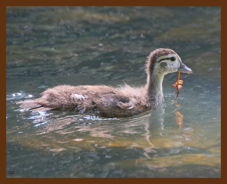 wood duck-young 6-9-09 4d457b.JPG