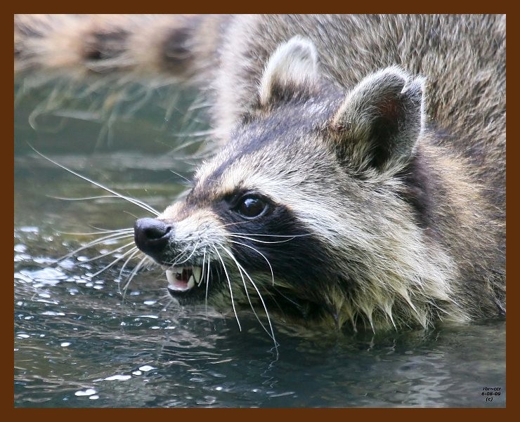 raccoon 6-8-09 4d988b.JPG