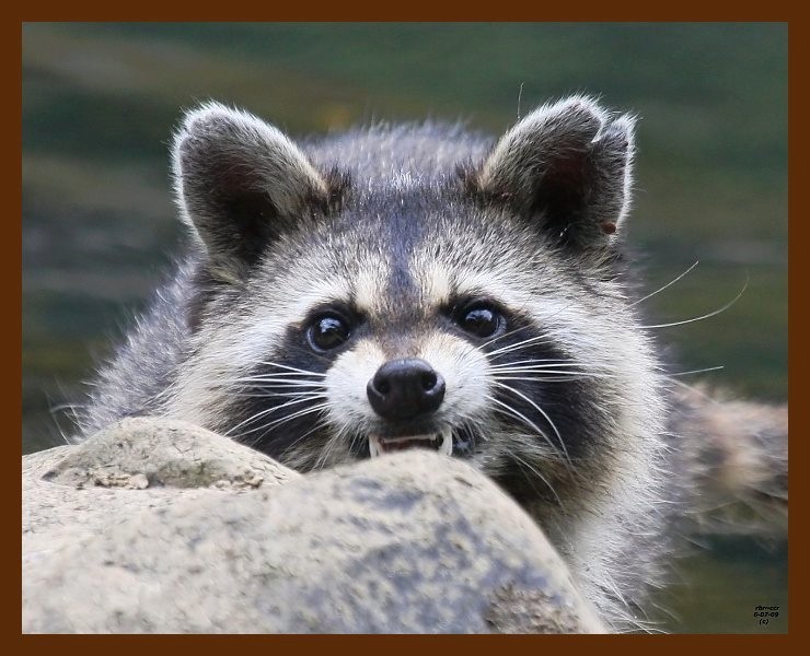 raccoon 6-7-09 4d751b.JPG