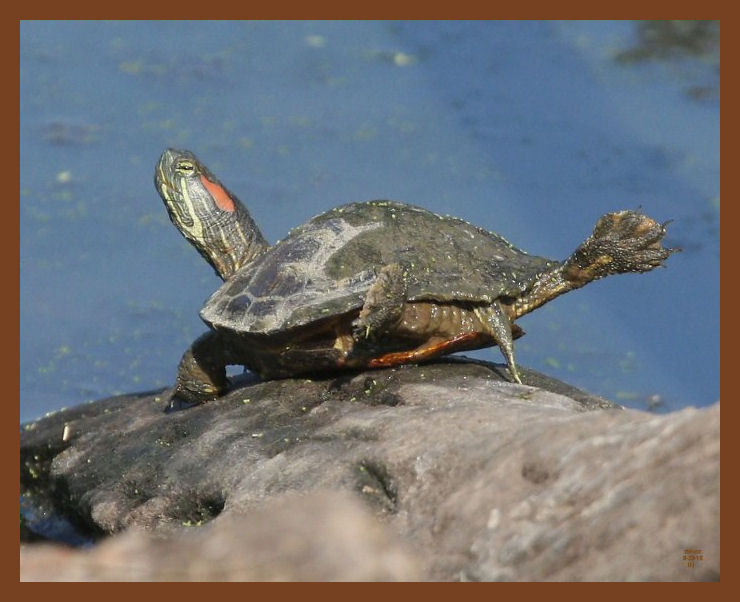 8-23-10-red-eared-slider-150b.JPG