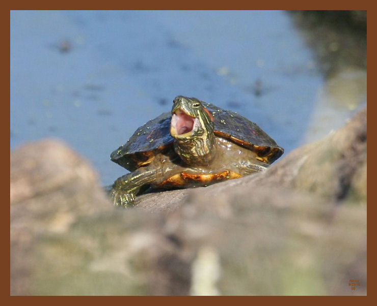 8-23-10-red-eared-slider-133b.JPG