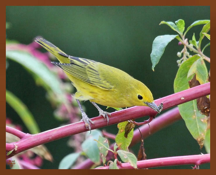 8-25-10-yellow-warbler-651b.JPG