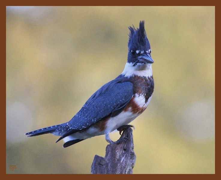 8-26-10-belted-kingfisher-687b.JPG