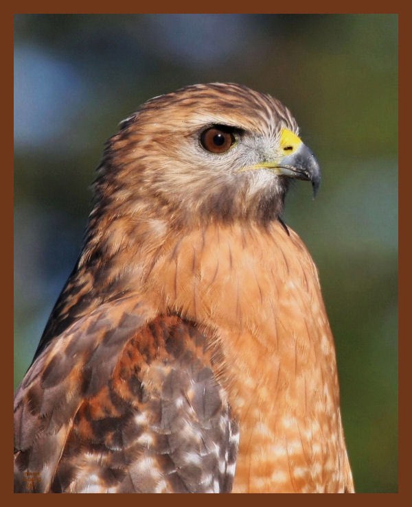 9-4-10-red-shouldered hawk-526c1b.JPG