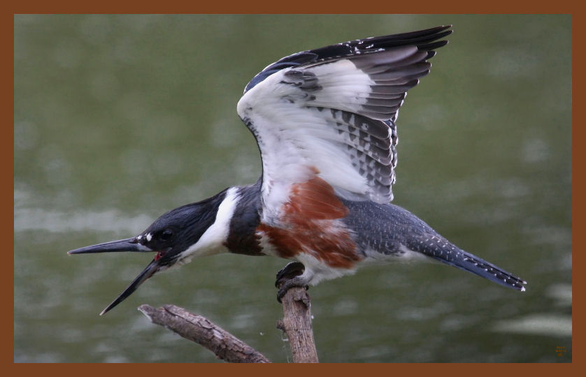 9-2-10-belted-kingfisher-383c2b.JPG