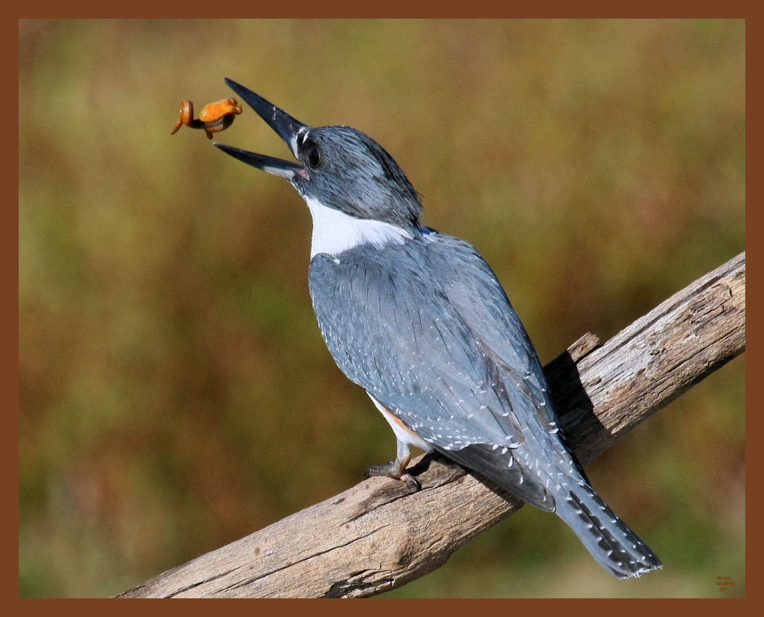 belted-kingfisher-10-26-10-663b.JPG