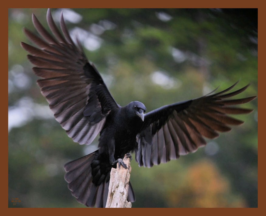 american crow-10-22-10-338b.JPG