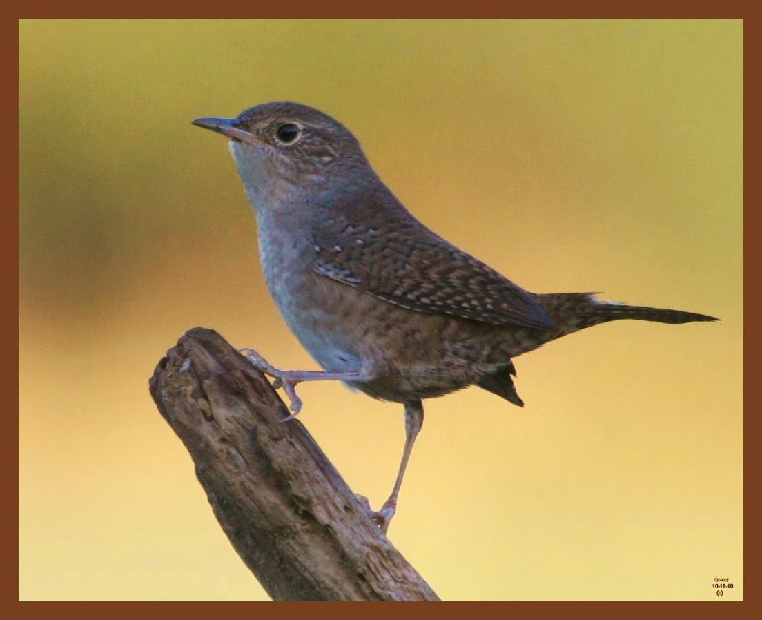 house wren-10-16-10-773b.JPG