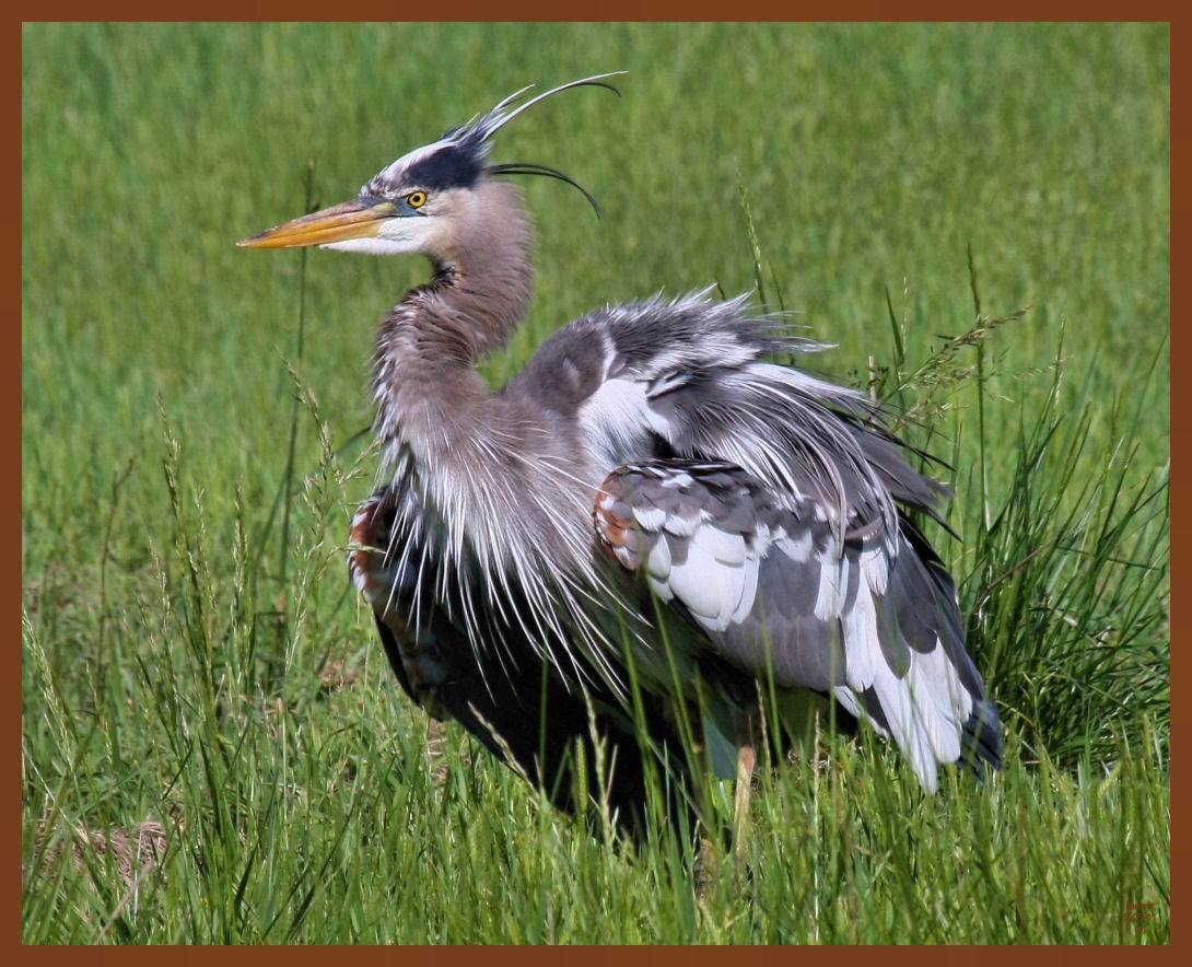 great blue heron-5-5-11-754b.JPG