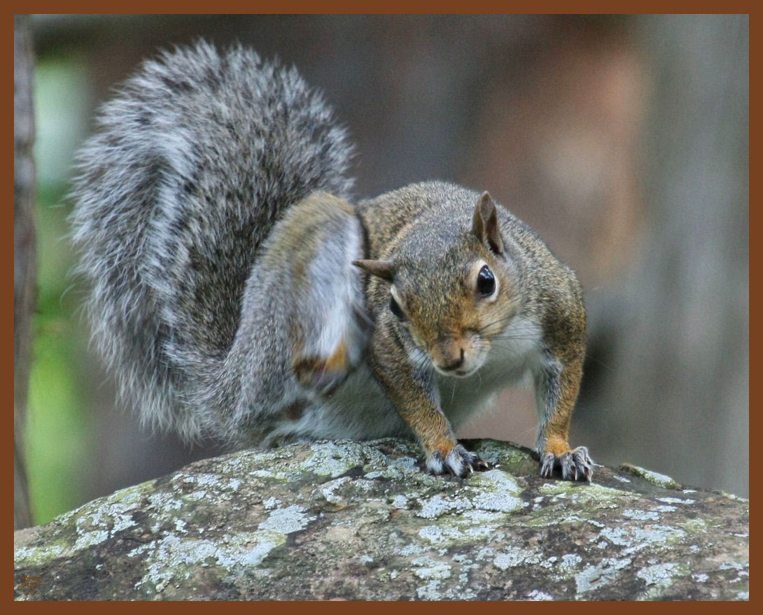 gray squirrel-5-12-11-805b.JPG
