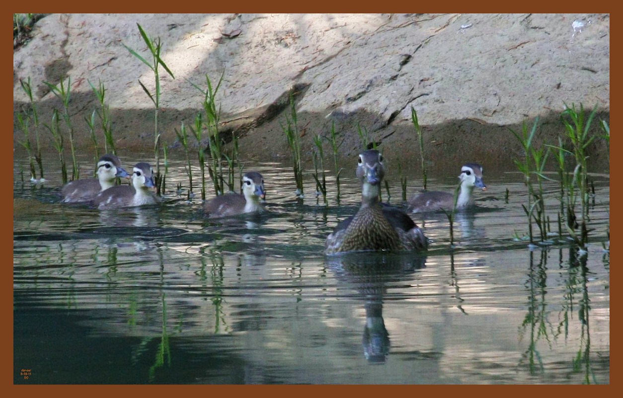 wood ducks-5-18-11-094c2b.JPG