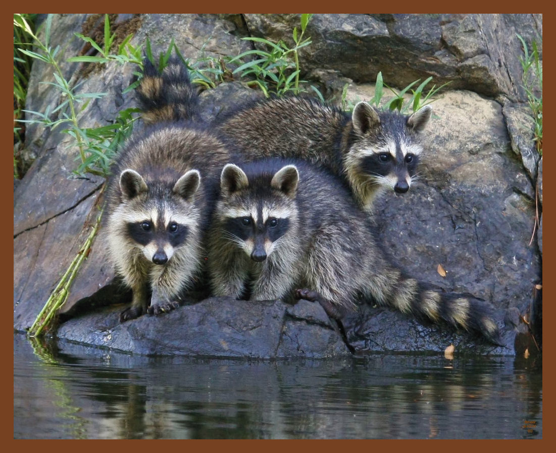 raccoons-8-12-11-705b.JPG