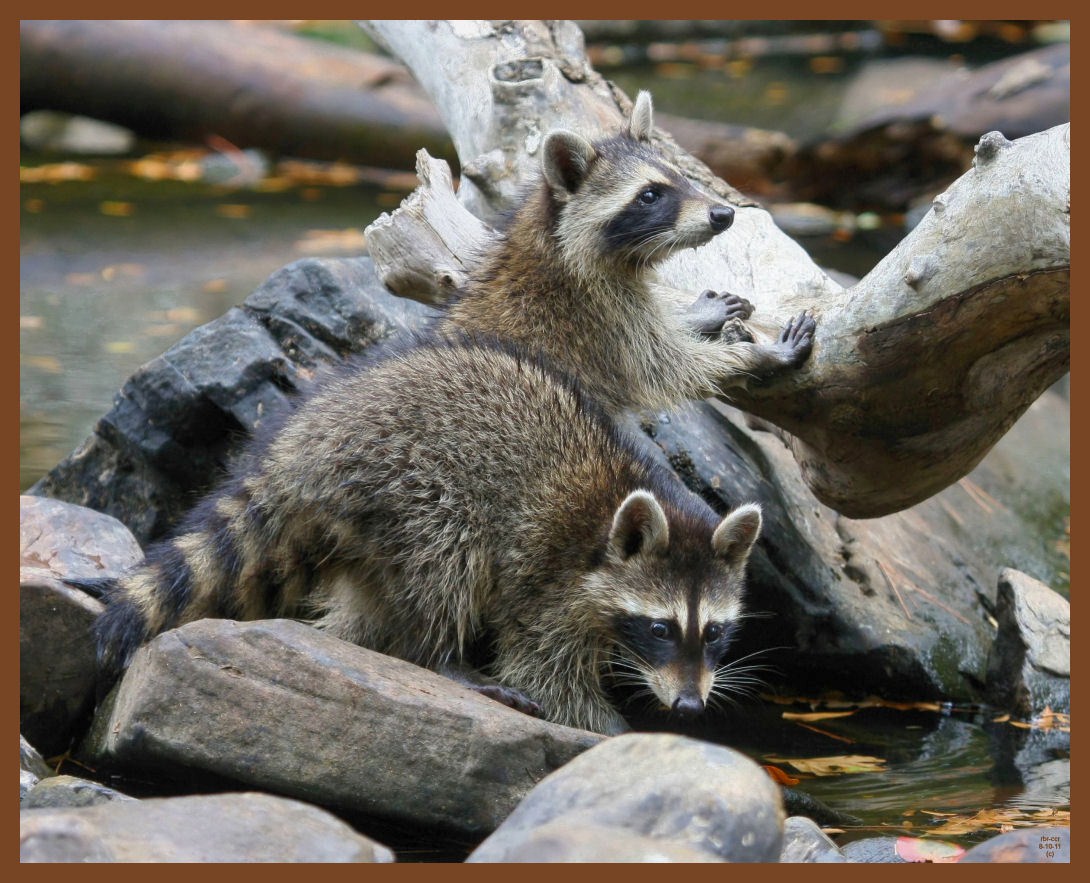 raccoons-8-10-11-406b.JPG