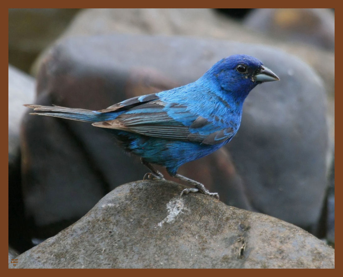 indigo bunting-8-8-11-881b.JPG