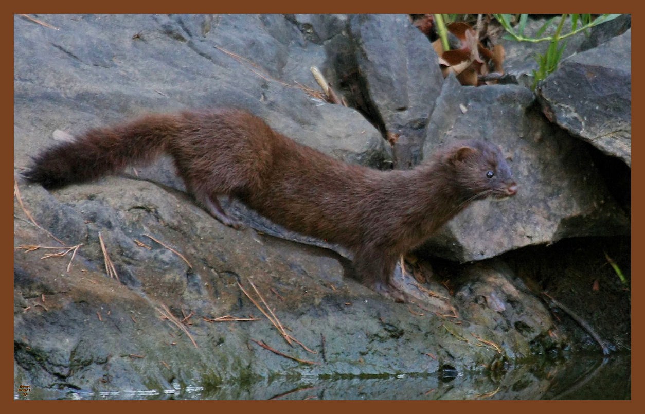 mink-9-10-11-366c2b.JPG