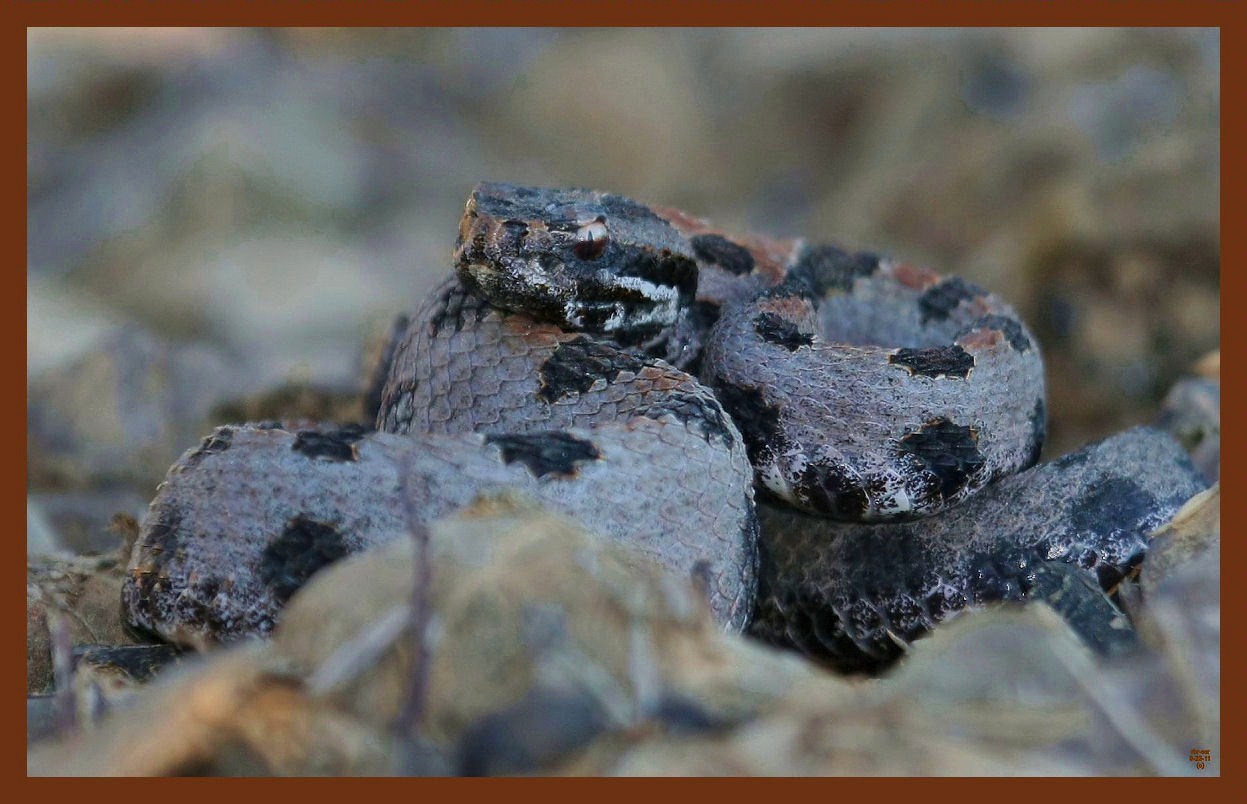 pygmy rattlesnake-9-23-11-536c2b.JPG
