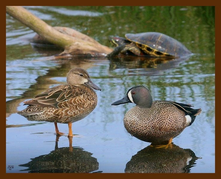 blue-winged teal 3-26-09-4d090b.jpg