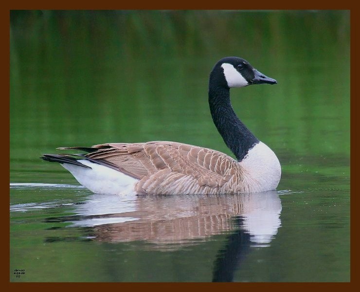 canada goose 4-19-09-4d610b.jpg