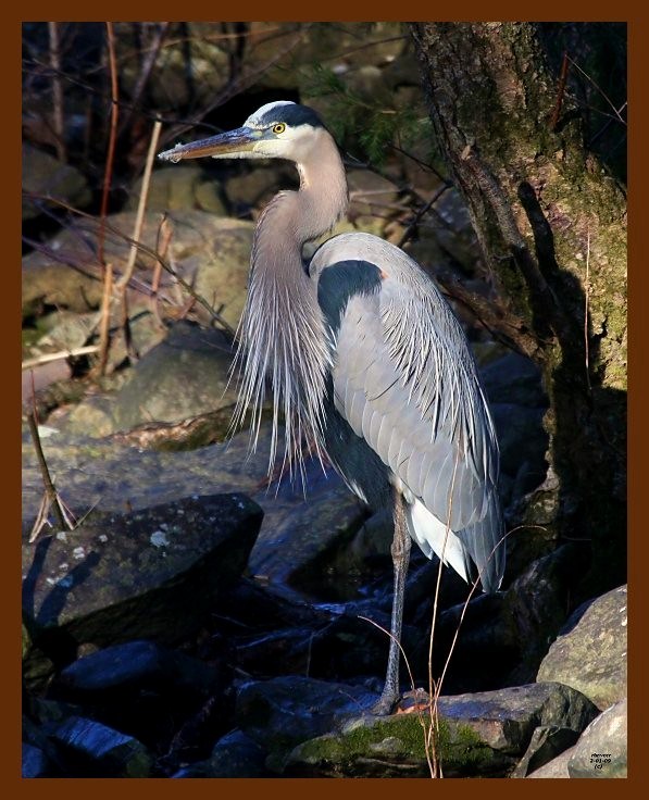 great blue heron 2-1-09-4d436b.jpg