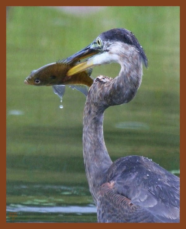 great blue heron 9-9-10-121c1b.jpg