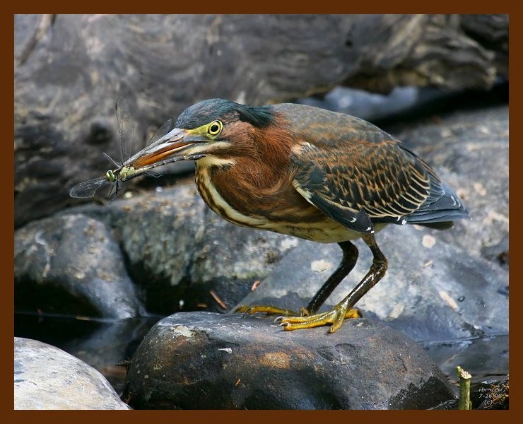 green heron 7-26-08-4d603b.jpg