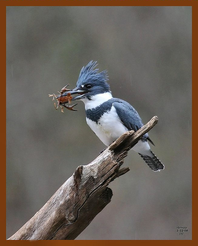 belted kingfisher 1-12-08-4c00b.jpg