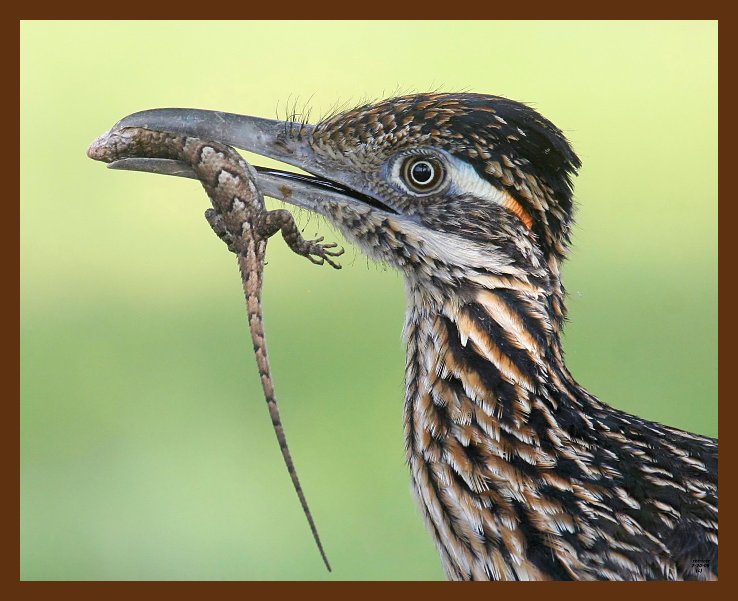 roadrunner-greater 7-20-09-4d112b.jpg