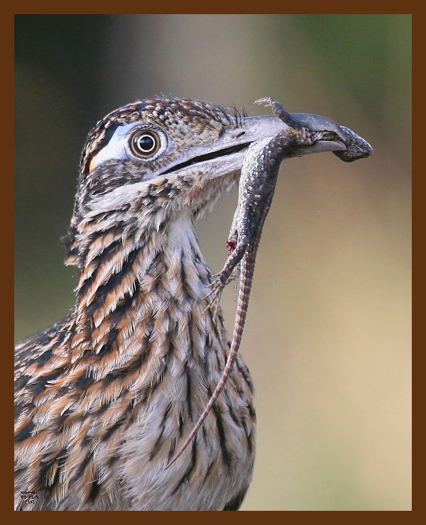 roadrunner-greater 7-25-09-4d579c1b.jpg
