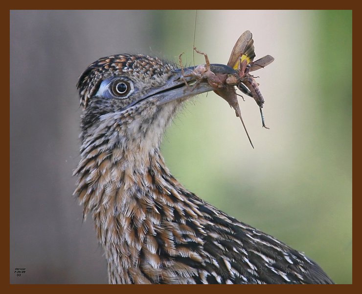 roadrunner-greater 7-25-09-4d765b.jpg